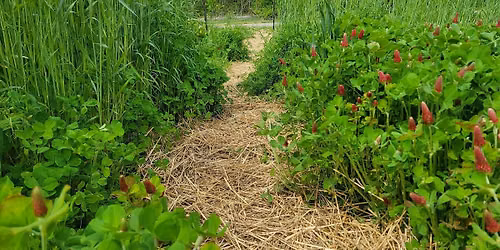 Regenerative Gardening