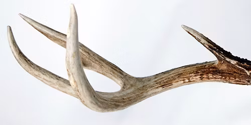 The Savages (Britten & Rameau)