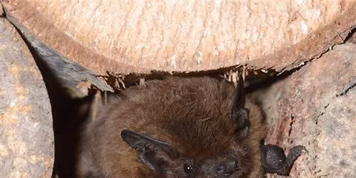 Nuit de la chauve-souris \u00e0 Yonval