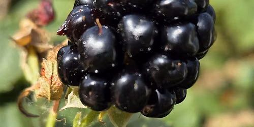 Blackberry Jam and Syrup making workshop