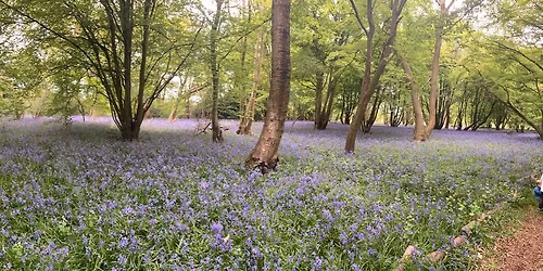 We are opening the gates for you to come and see our Bluebells ..... 