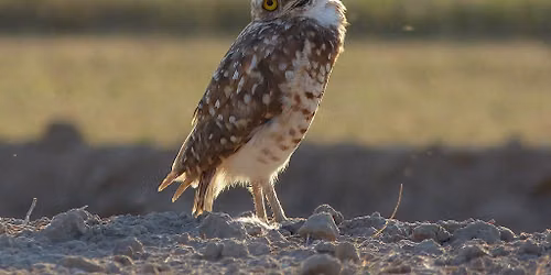Owls Aren't Wise & Bats Aren't Blind: Dispelling Popular Wildlife Myths