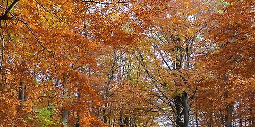 Rota das Faias - Manteigas, Serra Estrela (C\/ almo\u00e7o no Albertino)
