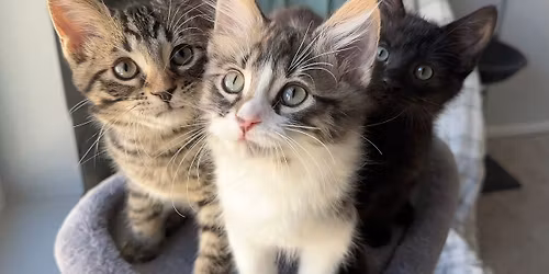 Kitten adoption event