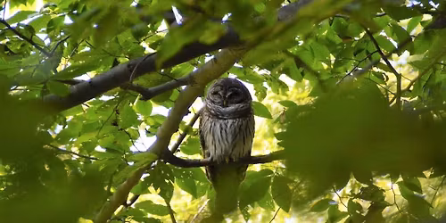 Owl Prowl at World's End