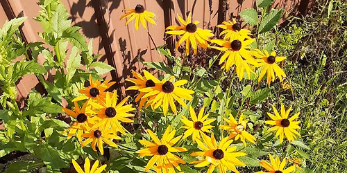 Composting with Master Gardener Phyllis Harbor