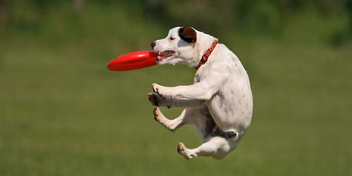 National Dog Database
