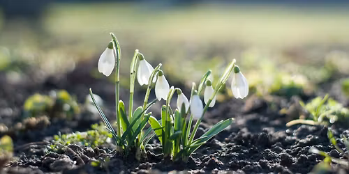 Snowdrop Retreat - New Beginnings. Carsington, Derbyshire