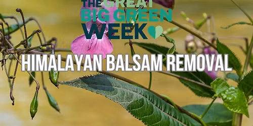 Himalayan Balsam Removal