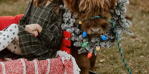 Christmas With Cows! \ud83d\udc2e\ud83c\udf84