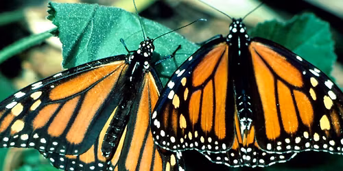Monarchs: Chemical Armor & Continental Journey