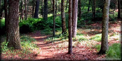 Mercy Woods Hike