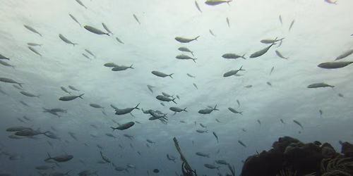 Dive into Healing: SCUBA Therapy & Wildlife Restoration