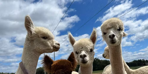 20th Annual Alpaca Odyssey 