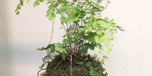 DIY Kokedama 