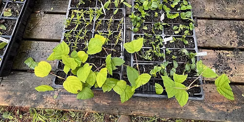 Propagating Native Plants Workshop