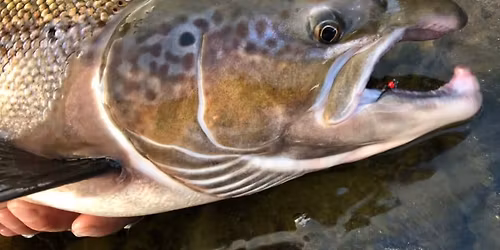 Villaksauksjonen 2025