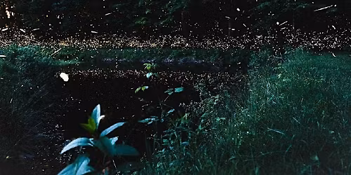 Sound and Light with Blue Ghost & Synchronizing Fireflies & Sound Healing