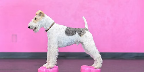 Senior Dog Fitness