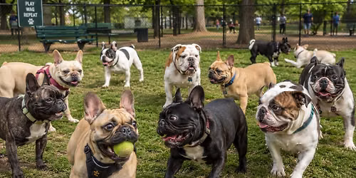 June Bulldog Meetup