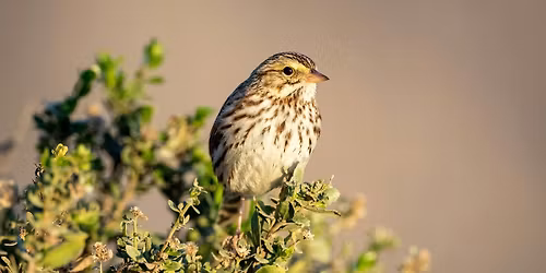 W.A. Mozart: Sparvm\u00e4ssa