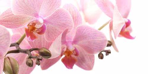Orchid Sale