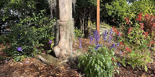 6-6-2026  Shade Plants in a Home Landscape