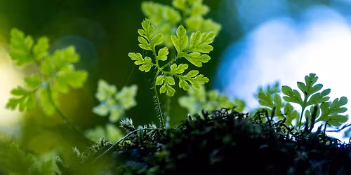 Rachel\u0117s vynuogyno rekolekcijos Kaune