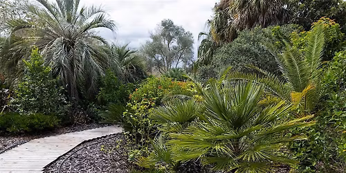 Palms in the landscape and invasive species - License renewal workshop