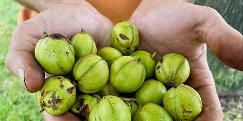 Falling Fruit Tree ID Walk