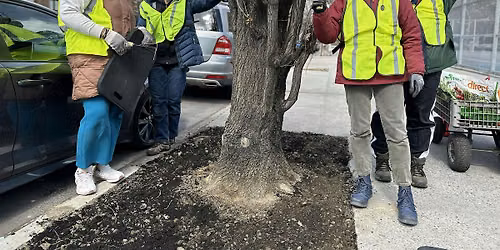 Street Tree Canopy Care Volunteer Day