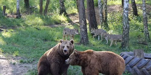 Tagesbusfahrt zum MV-Wildpark in G\u00fcstrow