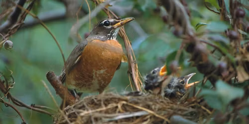 ORCCR Series: Birding 101