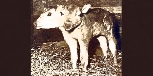 Cheerleader Roadkill