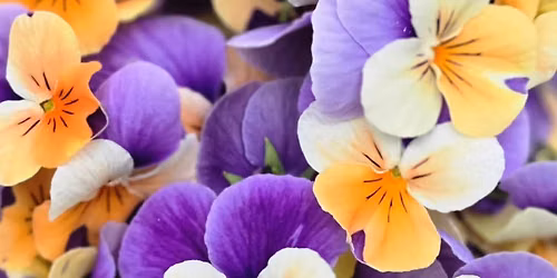Fairhope Plant Swap