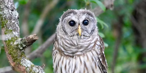 Adventures with Owls (2.5-4 yrs old)