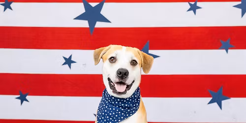 2026 Dog Days of Summer Mini Sessions
