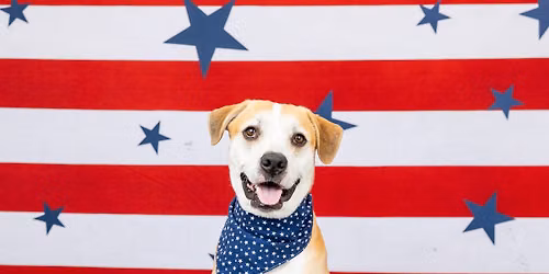 2026 Dog Days of Summer Mini Sessions