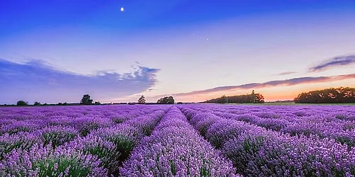She\u2019s the V.E.T. Lavender Outing