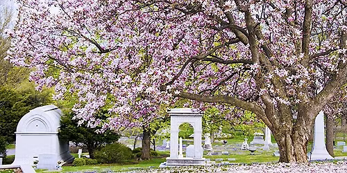 Arbor Day Tree Tour (Spring Trees)