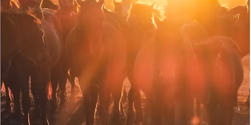 Firehorse - Family Constellations with Horses - a women's retreat