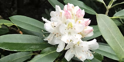 June Hike in the South Mountain Reservation