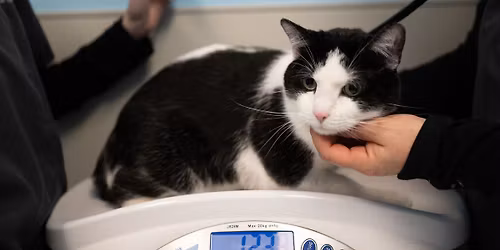 Low-Cost Microchip Event