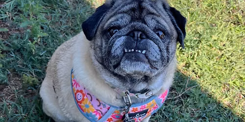 September Pug Meetup