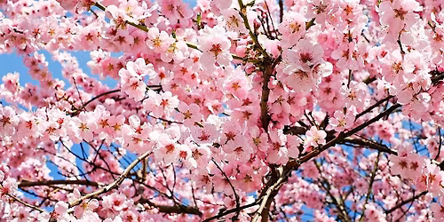 SpringScreen