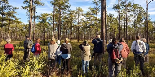 Field Trip: Red-Cockaded Woodpeckers at Camp Blanding WMA