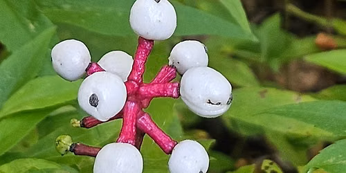 Adult Learning Series: Wicked Plants of Wisconsin 