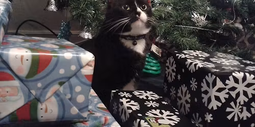 Grand Opening & Holiday Pop-Up Art Market at Kestrel Cafe