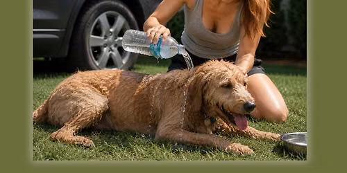 Feature talk: First aid for dogs