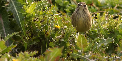 Field Trip - West Neck Natural Area